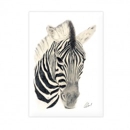 Bild Dschungel ZEBRA