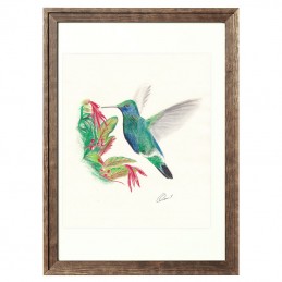 Bild Vogel KOLIBRI